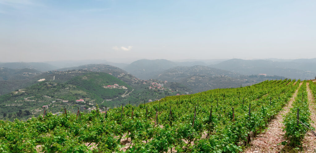 vineyard -Domaine St. Gabriel